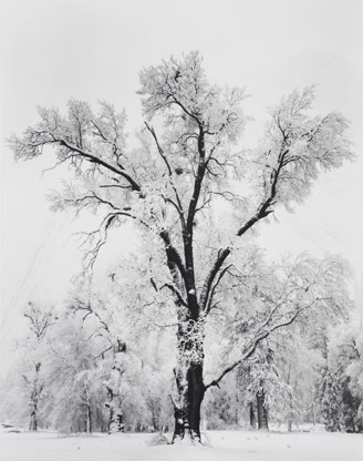Adams_Ansel