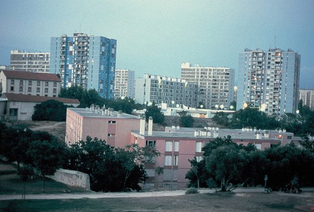 zielony61